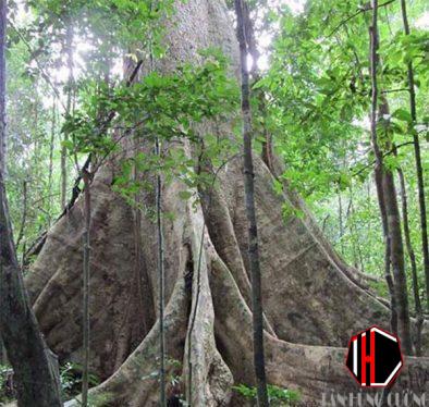 Gỗ lim là gỗ gì Đặc điểm, mức giá và ứng dụng trong trang trí nội thất Gỗ lim là gỗ gì Đặc điểm, mức giá và ứng dụng trong trang trí nội thất