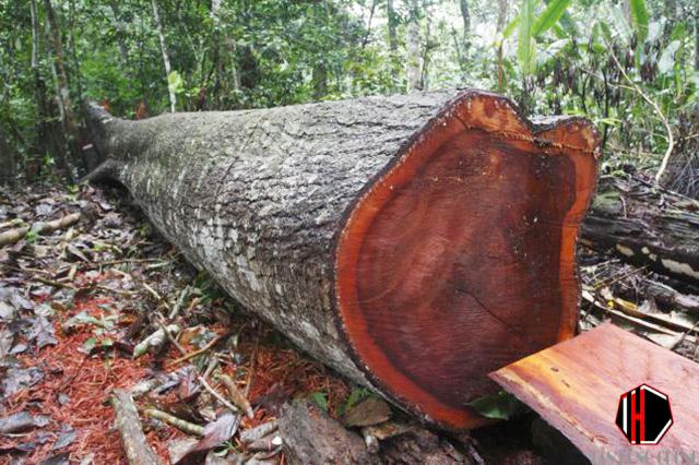 Gỗ Lim là gỗ gì? Đặc điểm, mức giá và ứng dụng trong trang trí nội thất 2 Gỗ lim xanh: nhận biết, đặc điểm, phân loại và ứng dụng