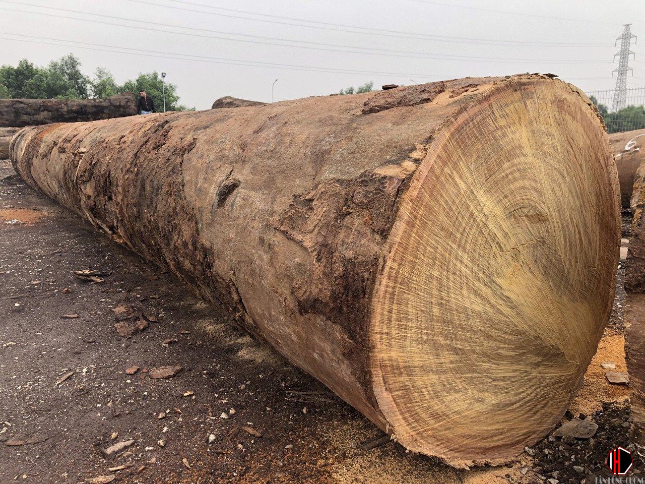 Gỗ lim là gỗ gì Đặc điểm, mức giá và ứng dụng trong trang trí nội thất Gỗ lim là gỗ gì Đặc điểm, mức giá và ứng dụng trong trang trí nội thất
