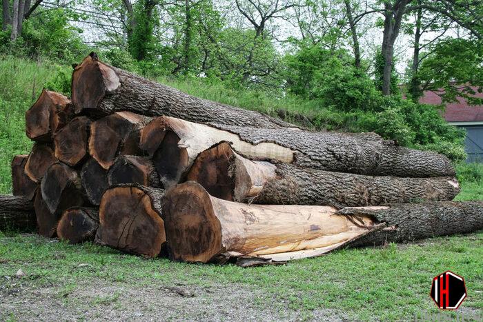 Gỗ óc chó Nguồn gốc, Đặc điểm và Ứng dụng trong Ngành Nội Thất
