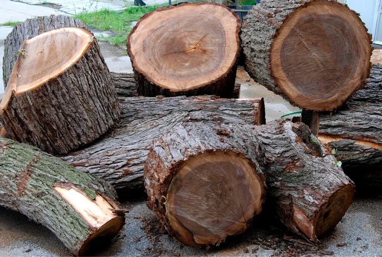 Gỗ sồi: Giá thành và ứng dụng trong thi công nội thất